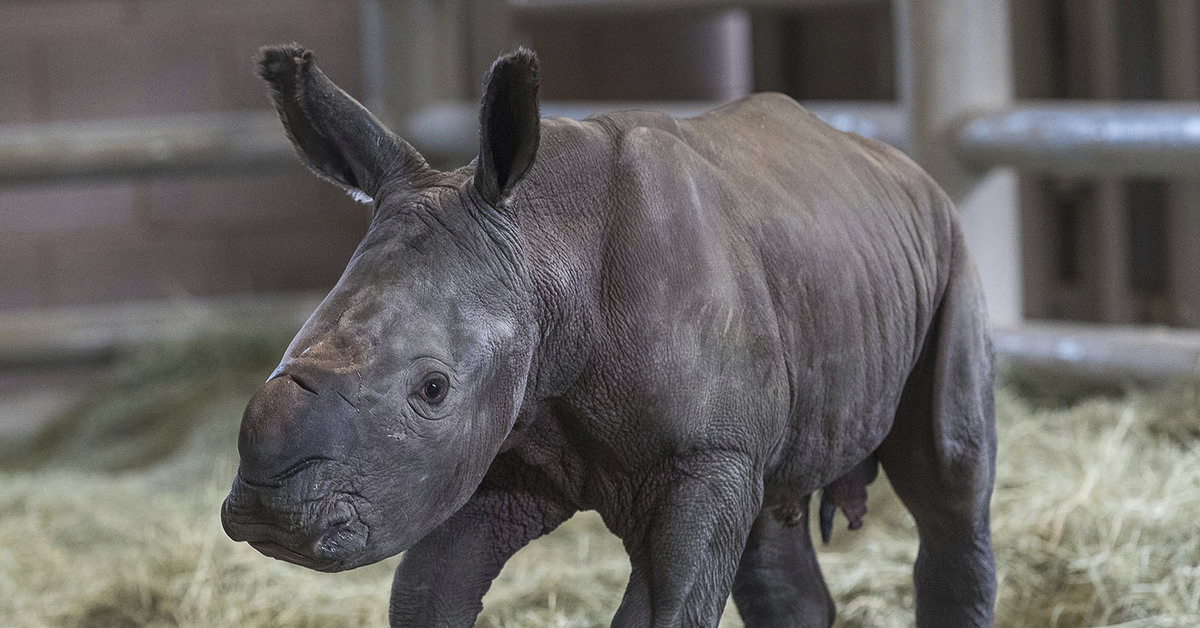 Сколько носорогов родилось в 2002 году. Суматранский носорог. Суматранский носорог детеныш. Суматранский носорог фото детеныш. Самка носорога.