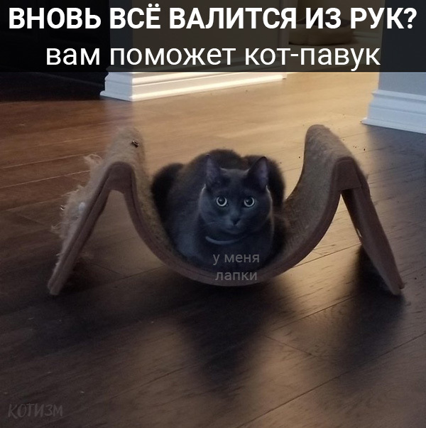 There are no hopeless situations. - My, cat, , Picture with text, Longpost, Strange humor