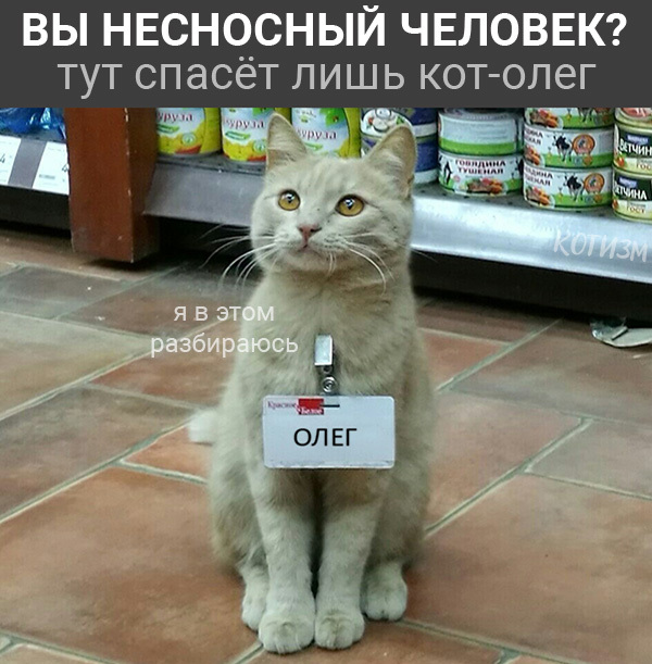 Нет безвыходных ситуаций. Есть коты. - Моё, Кот, Абсурдный юмор, Картинка с текстом, Длиннопост, Странный юмор