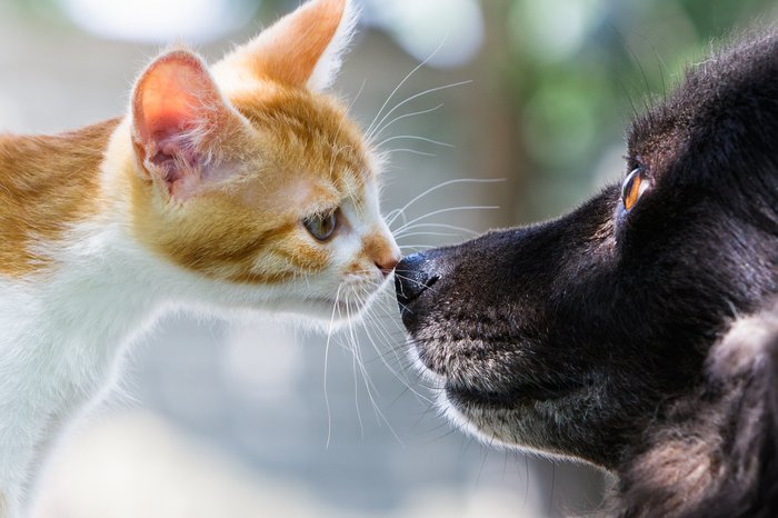 Come on, let me sniff you... - cat, Catomafia, Cats and dogs together, 