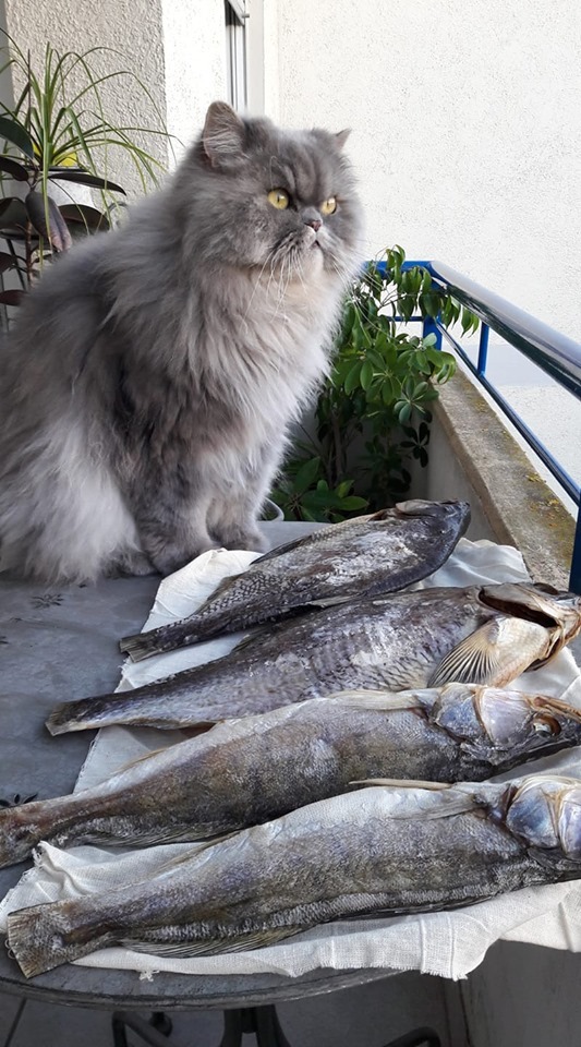 Fluffy Fish Supervision - My, cat, A fish, Pets