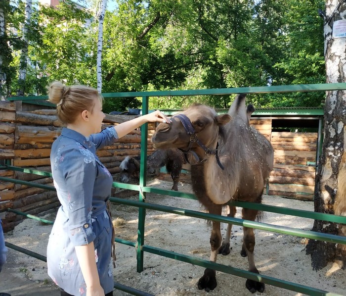 Верблюд | Пикабу