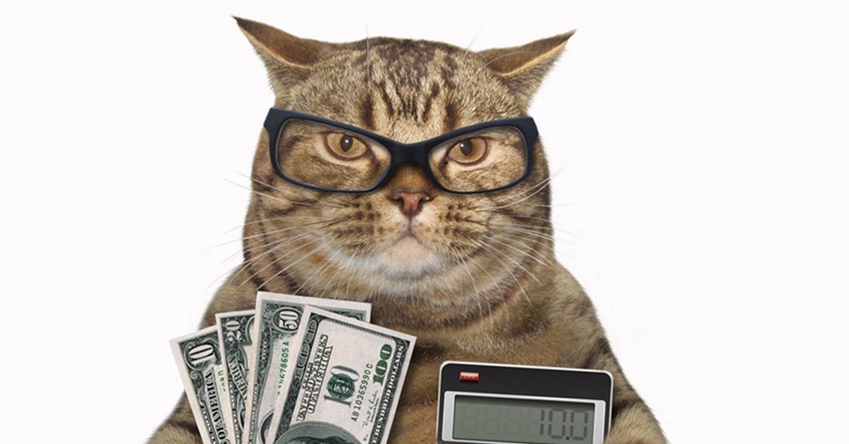 Кошка бухгалтер. Кот банкир. Кот с деньгами. Кот бухгалтер. Кот бухгалтер с деньгами.
