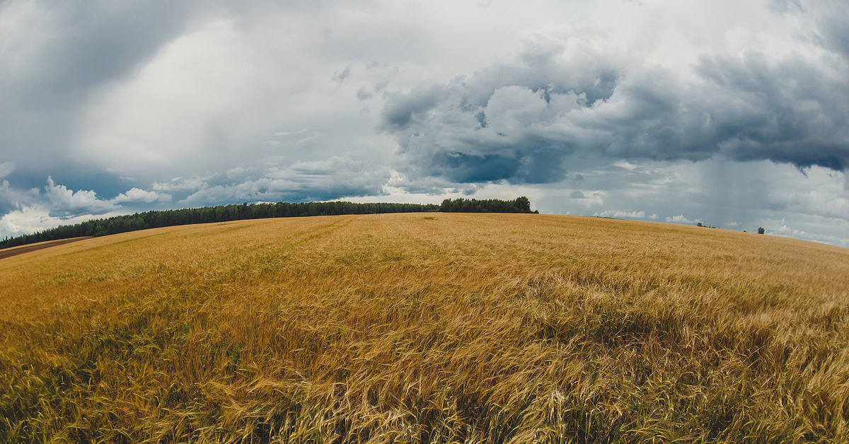 Поля Ивановской области. Странница в поле. Поля страницы. Фото погода в поле. Погода в поле по часам