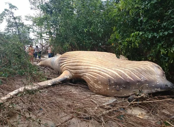 Researchers discover a whale in the Amazon jungle - The science, Facts, Interesting, news, Opening