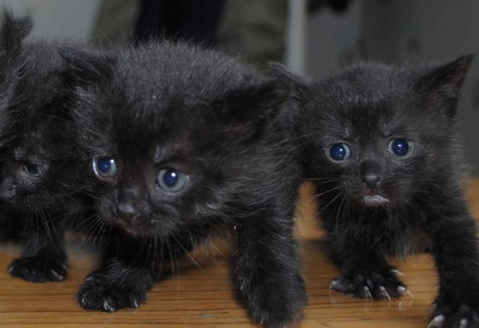 Tiny kittens from a domestic cat were thrown out into the street!! - Kittens, Moscow, In good hands, Longpost, No rating