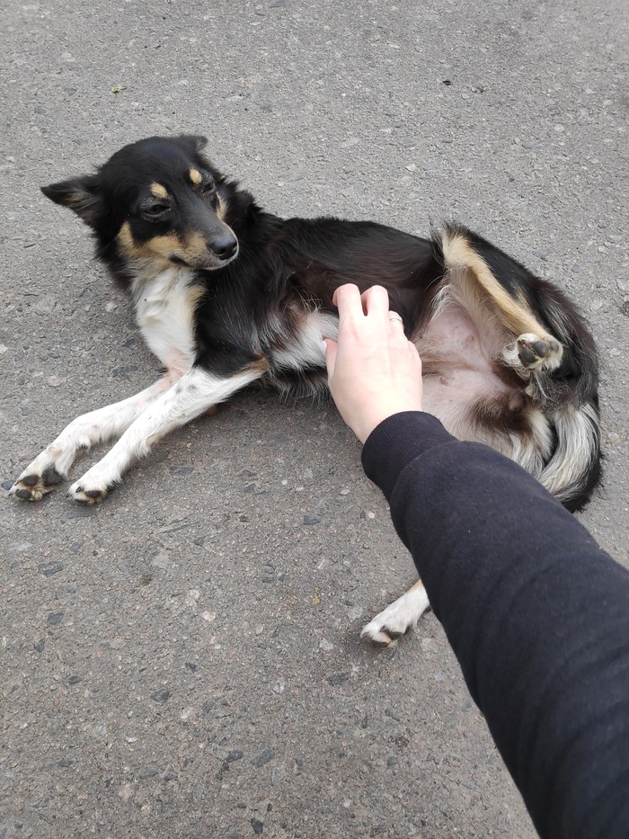 Found a pet dog. Kursk - Kursk, Found a dog, Dog, Help, Longpost, In good hands, Lost, No rating, Helping animals