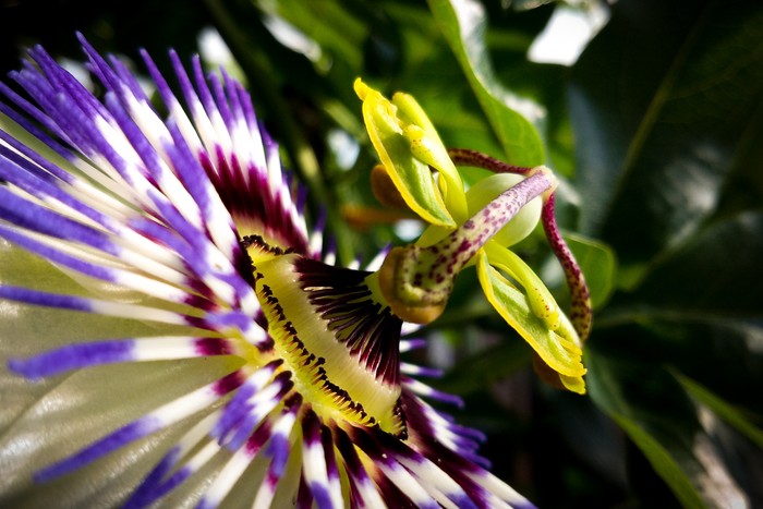 Passiflora | 2 - My, Passionflower, Sochi, Photo on sneaker