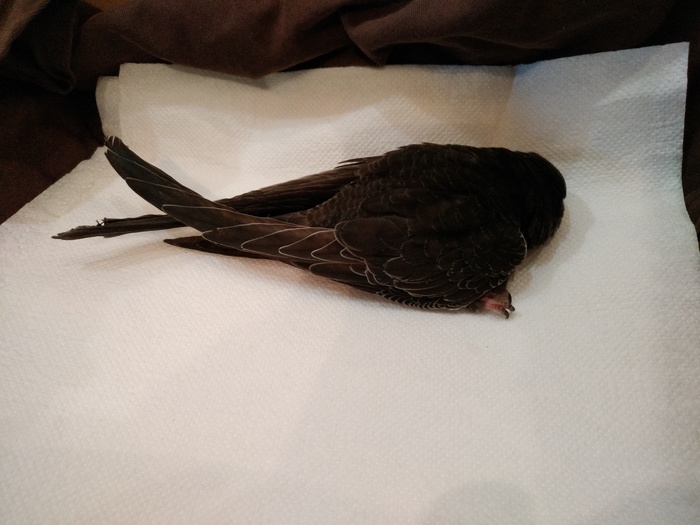 Need help from an ornithologist. - My, Swift, Ivanovo, No rating, Help