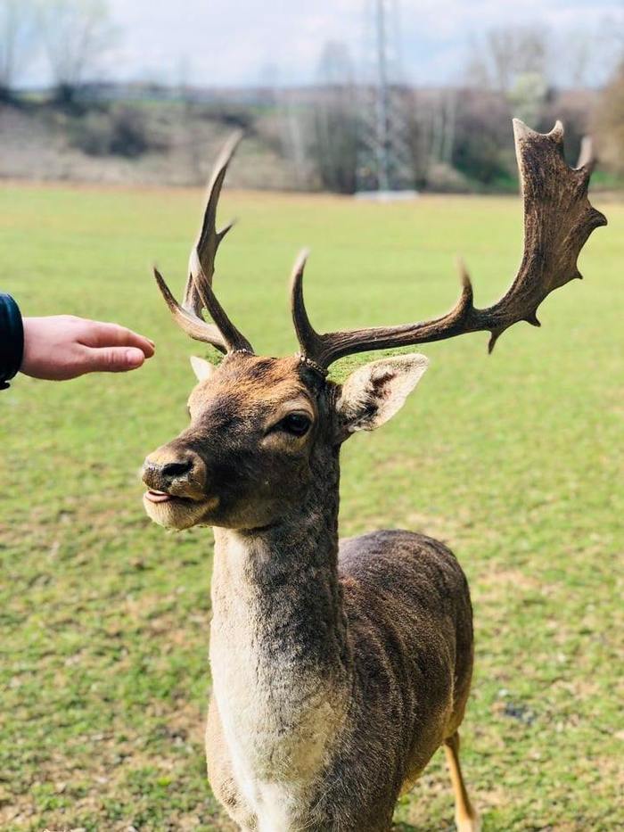 forest good boy - My, Forest, Fallow deer, Animals, Longpost