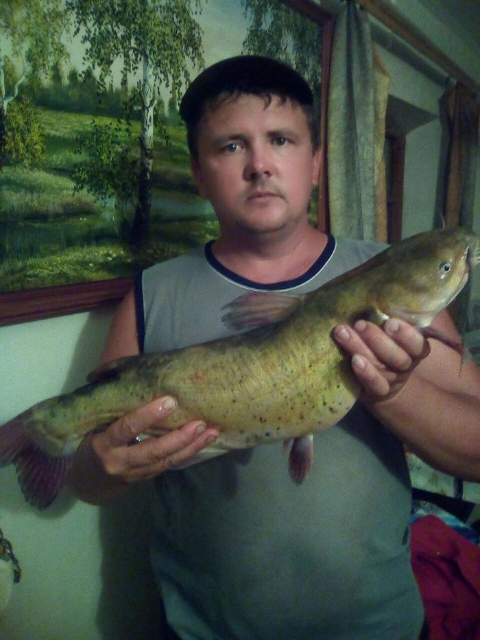 Сом канальный. | Пикабу