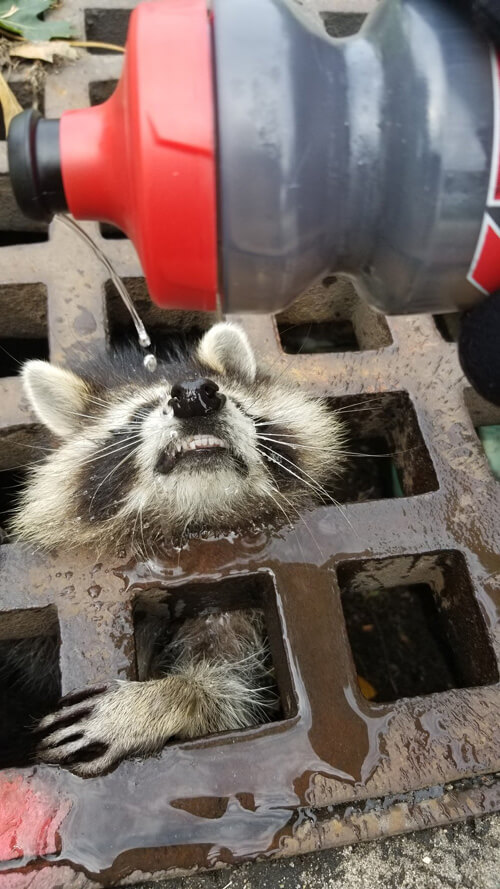 Firefighters rescued a stranded raccoon for two hours - Raccoon, The rescue, Animals, Longpost