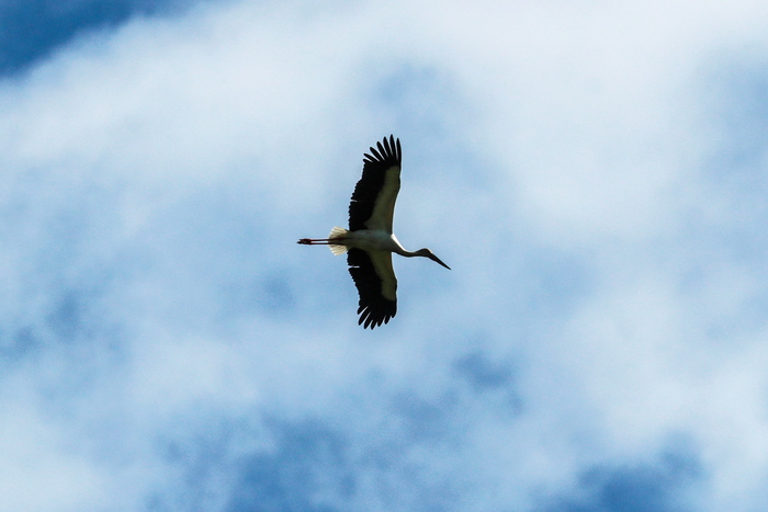 In Belarus, the stork made an accident and waited for the arrival of the traffic police - My, Stork, Birds, Brest, Belarus, Republic of Belarus, Road accident