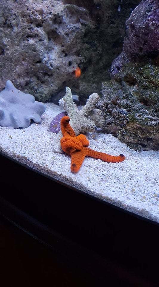 nap time - Starfish, Pose, Dream, Reddit, Aquarium