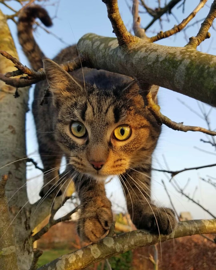 Well, shall we talk? - Bold, cat