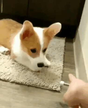 Новая игрушка