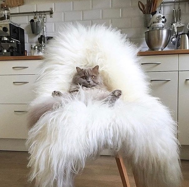 Tsar - cat, Armchair