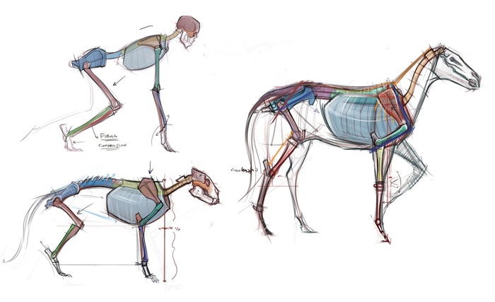 There are no knees on the front legs! - Anatomy, Animals, Error correction