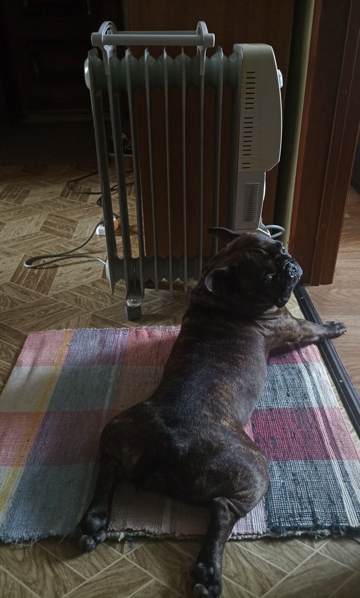 What are you looking at, it's such a warm summer now - My, Dog, French Bulldog, Heater, Cold