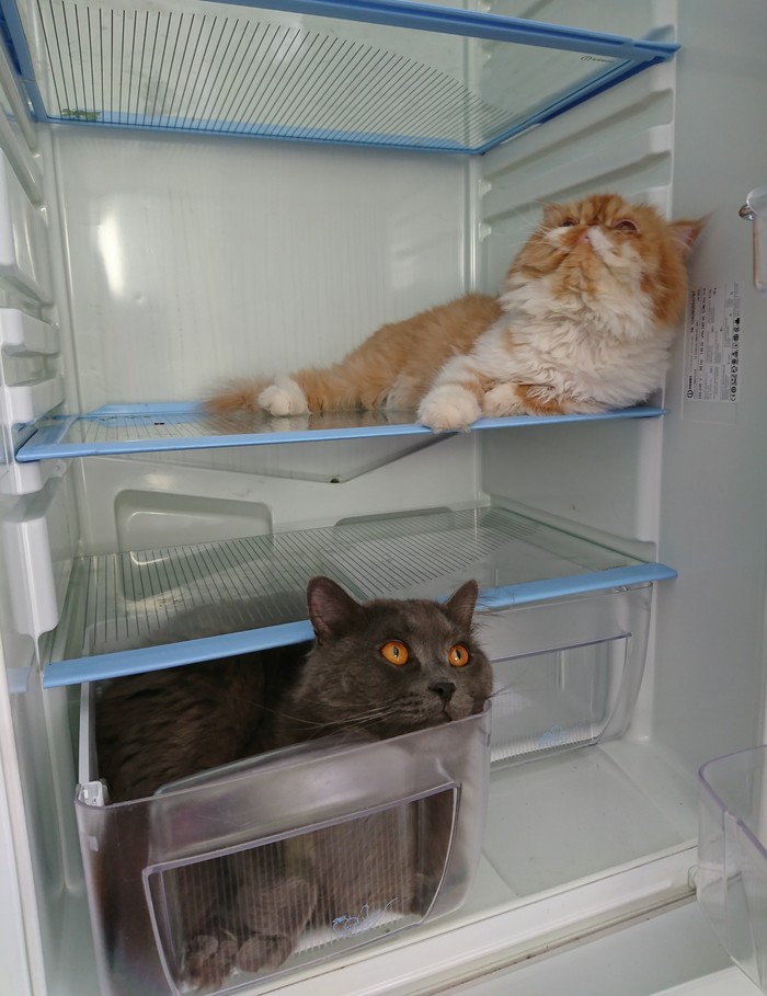 ���� �������