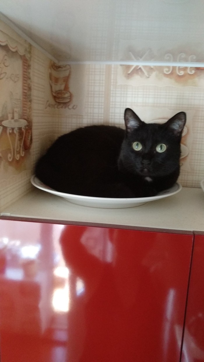 Котик на обед