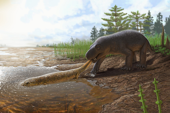 Two new carnivores of the Permian period found on the banks of the Volga - Longpost, The science, Elementy ru, Copy-paste, Synapsids, Permian period, Paleontology