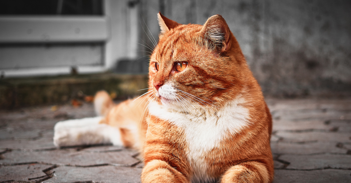 видео про рыжих