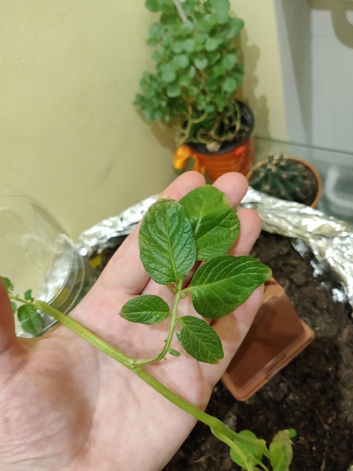 Help identify the plant. - Help, Longpost, League of biologists, Biology, Plants, My