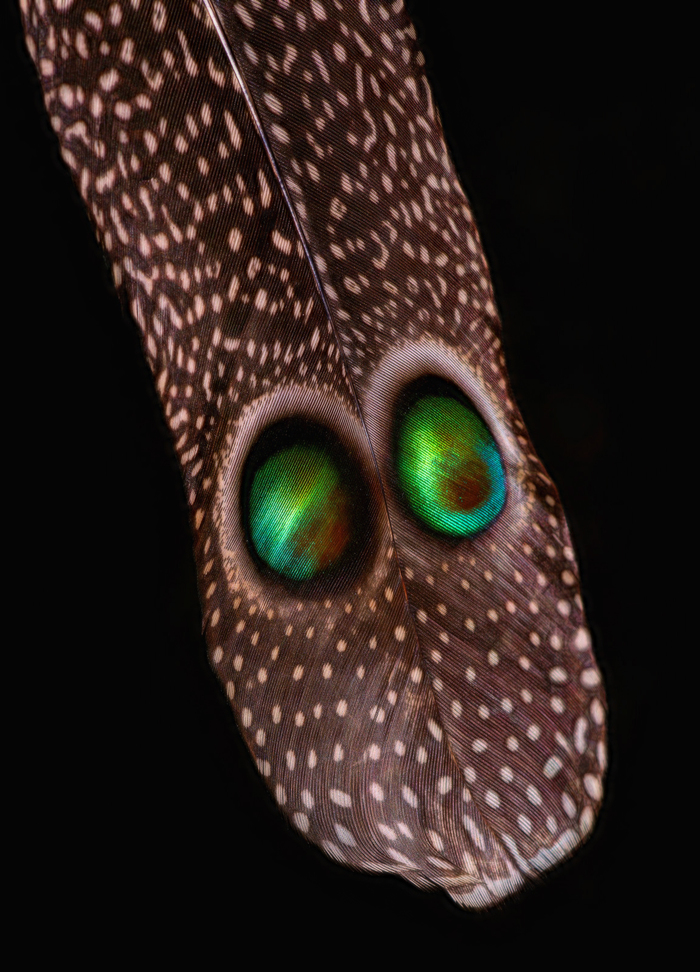 snake with green eyes - My, Macro, Feather, Pheasant, Macro photography