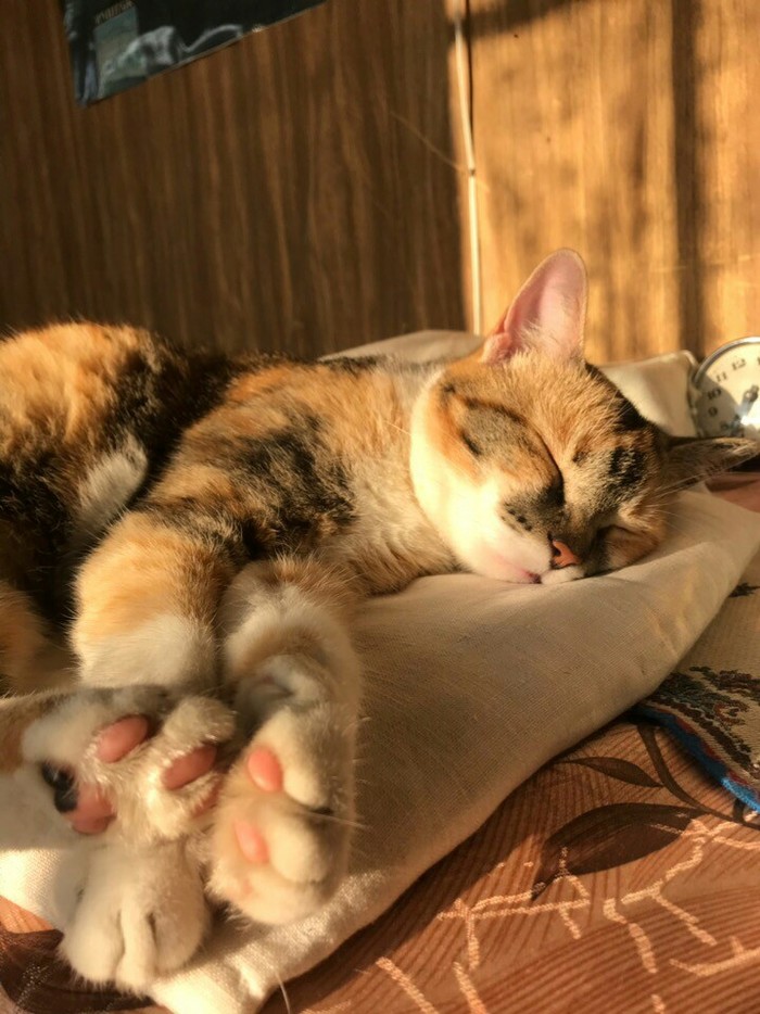 Relaxation. - cat, Dream, Paws