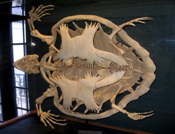 Skeletons of various animals - Nature, Skeleton, Longpost, Animals