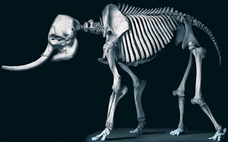 Skeletons of various animals - Skeleton, Nature, Animals, Longpost