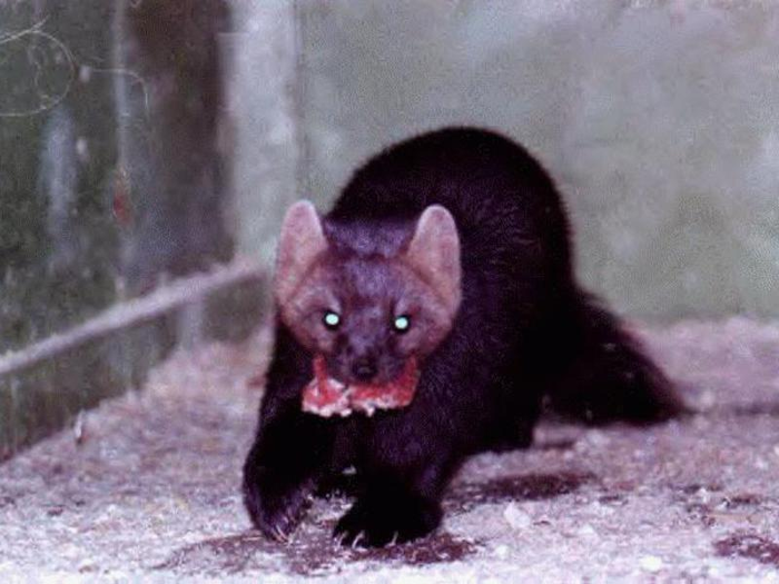 Отстрел бешеных соболей