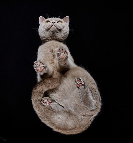 Cats bottom view - cat, Catomafia, Photographer, Longpost