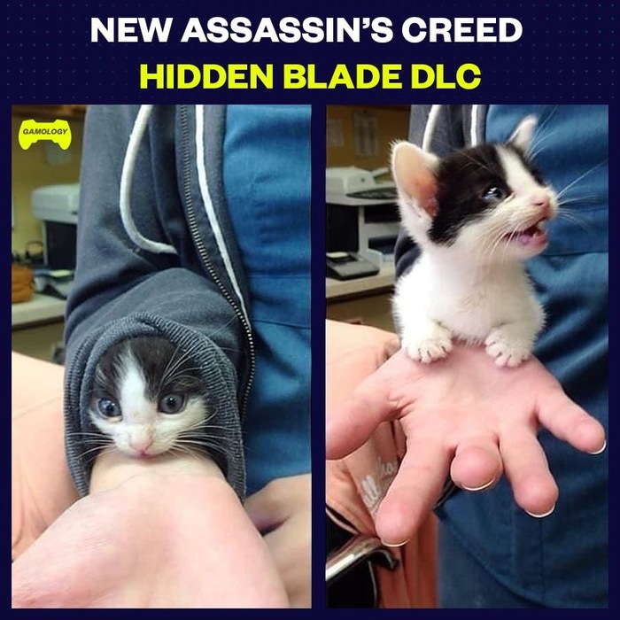 Secret weapon - cat, Catomafia, Assassins creed