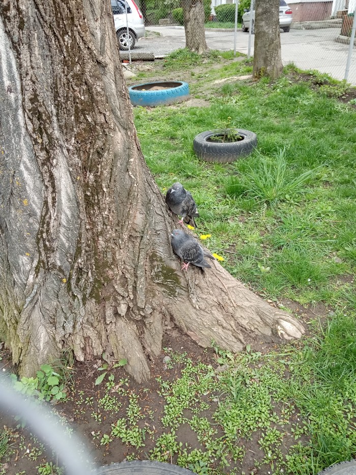 Assassins? - Tree, Pigeon, My