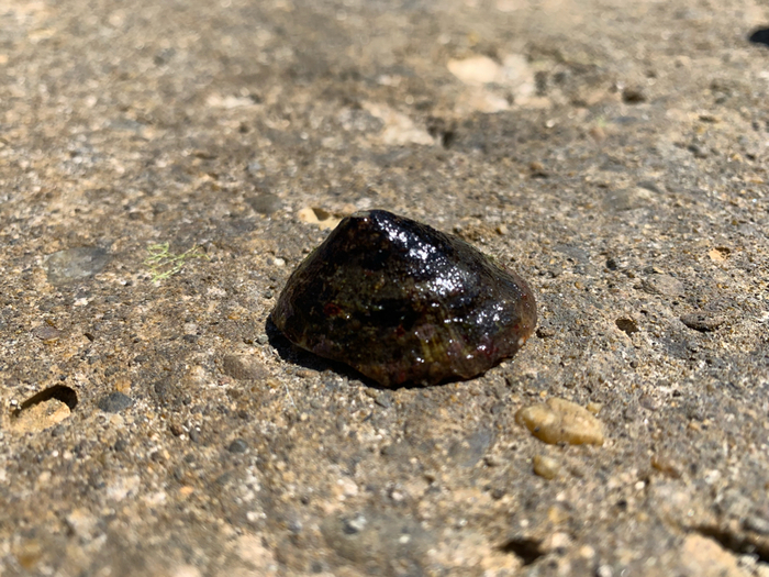 What kind of thing is this? - My, Black Sea, Mussels, , What's this?, Longpost, Rapany