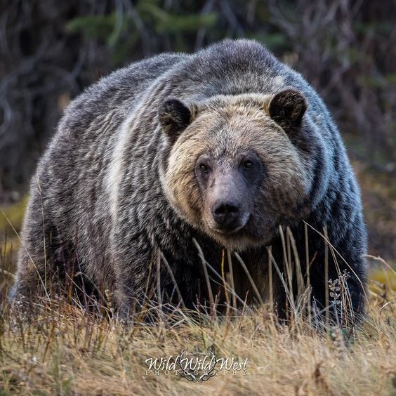 К зиме готов