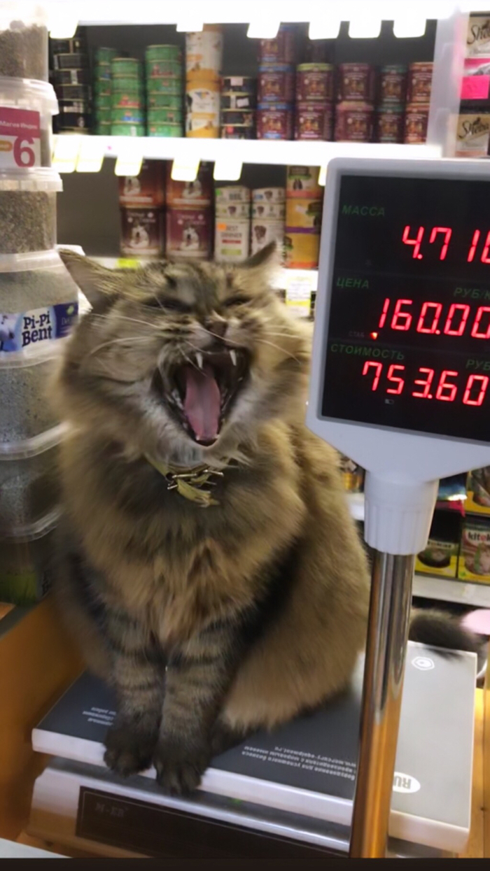 A cat for 753 rubles 60 kopecks, is it necessary? - My, cat, Purring, Pet Shop