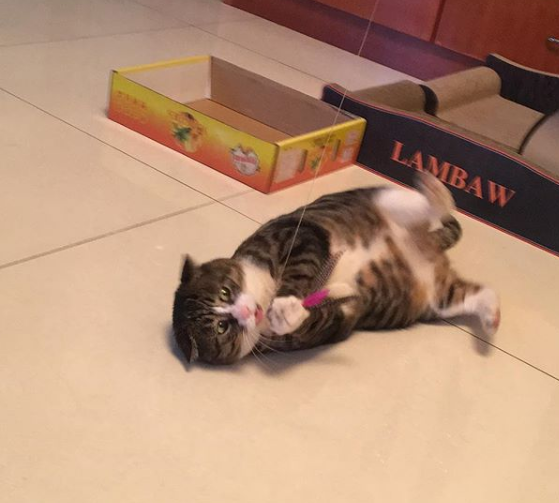 The cat that conquered Instagram - cat, Instagram, Account, Social networks, China, Longpost