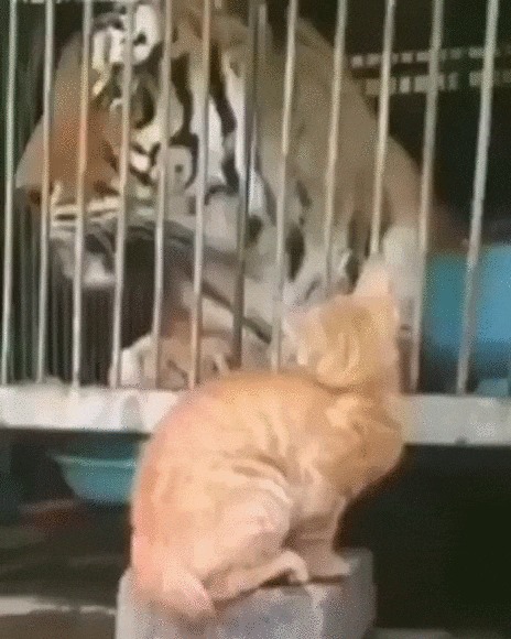 ß ïîêàæó, êòî çäåñü Öàðü çâåðåé! Êîò, Òèãð, Êîòîìàôèÿ, Æèâîòíûå, Ñìåëîñòü, Âèäåî, Ãèôêà