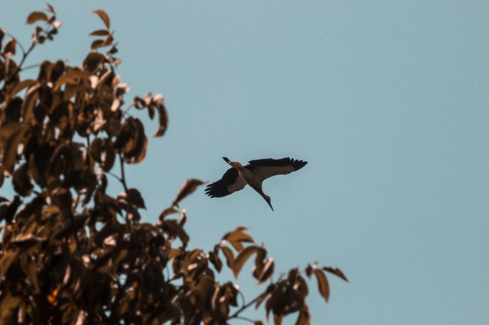 Birds - My, The photo, Stork, Hawk, Canon, photo sniper