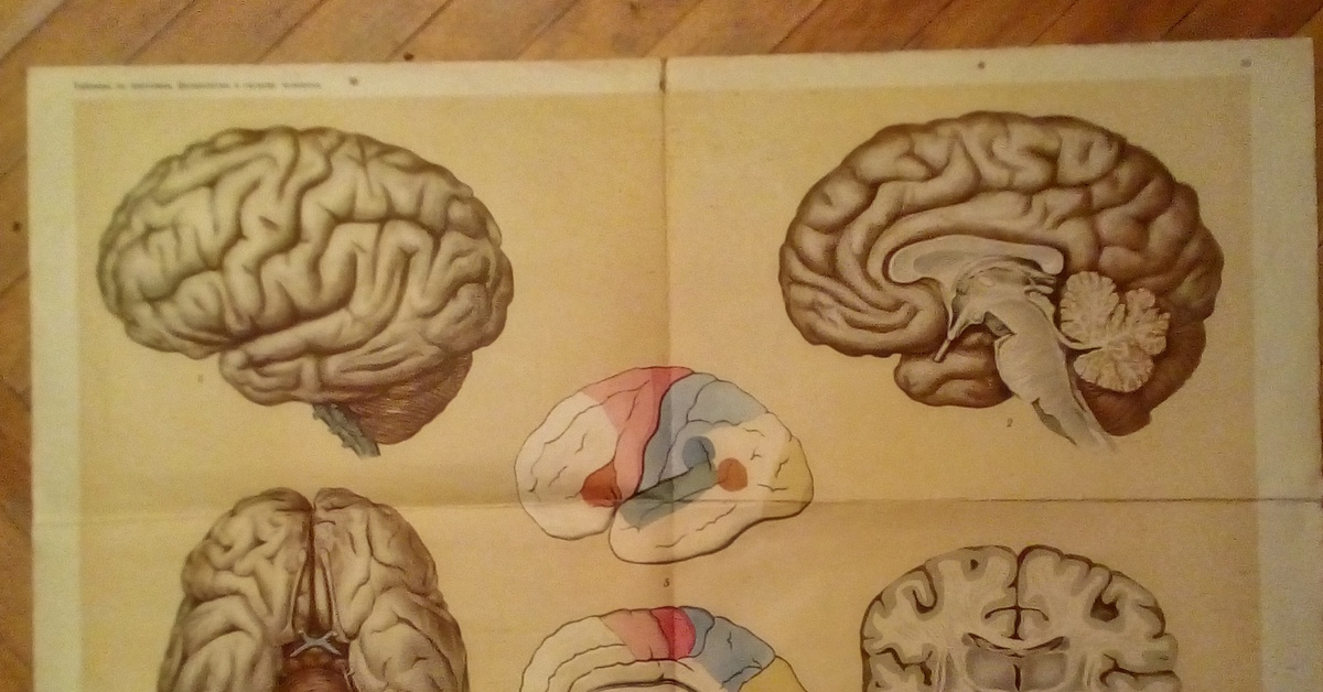 Биология мозга учебники. Анатомия мозга плакат. Плакаты по анатомии головной мозг. Плакат мозг человека. Советский плакат анатомия.