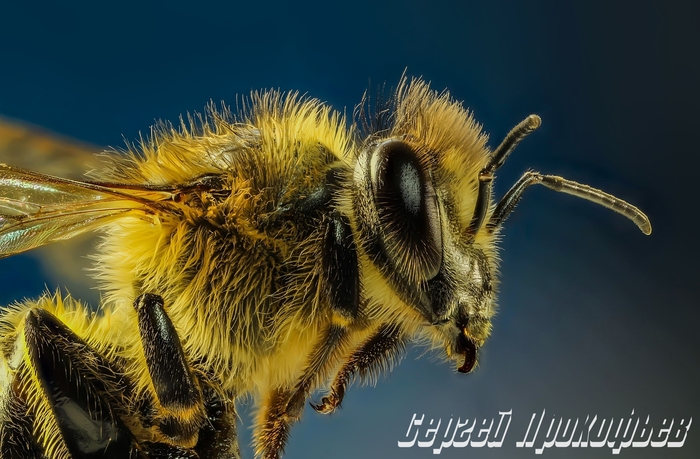 Bee, hairy eyes... - My, Macro, Insects, Bees, Macro photography