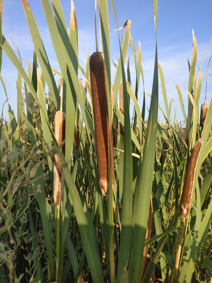 How long have you seen a cattail? - My, Typha, Reeds