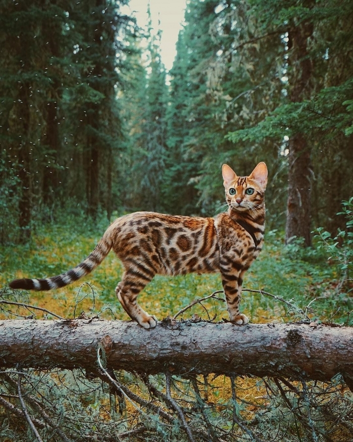 Forest grace of a cat. - cat, Milota, Catomafia, beauty, Forest, Animals, Pet, Sukiicat, Pets