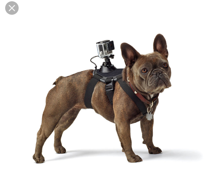 Видеокамера на корове