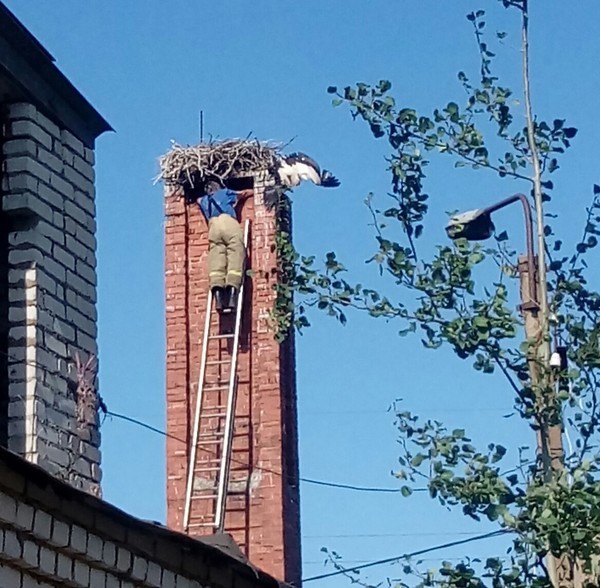 В деревне Бабино дважды спасали аиста, застрявшего в собственном гнезде - Птицы, Аист, Спасение, Доброта, Хорошие новости, Бабино, Ленинградская область, Пожарные, Видео, Длиннопост