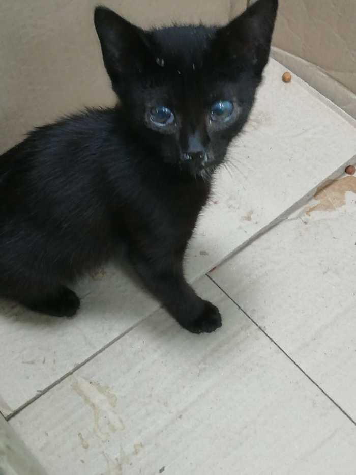 The kitten with a film on the eyes was left in the clinic for two days. - My, cat, No rating, Help, In good hands, Looking for a home, Saint Petersburg, Longpost