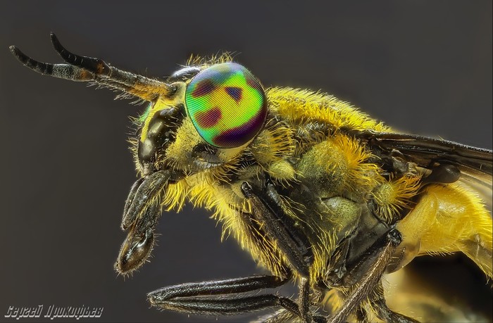 Another bloodsucker, lacewing horsefly... - My, Macro, Horsefly, Insects, Macro photography